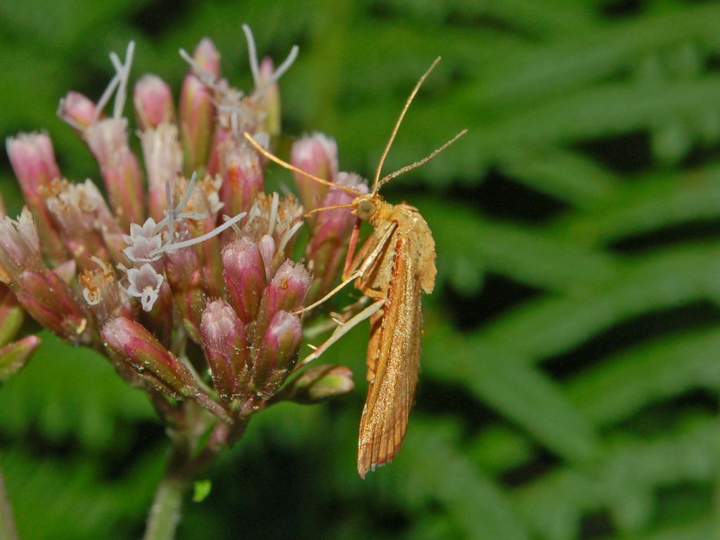 Alcuni Microlepidotteri da determinare